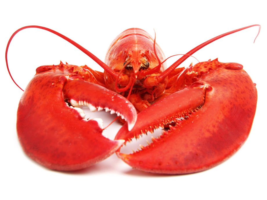 8678258 - lobster isolated on white background