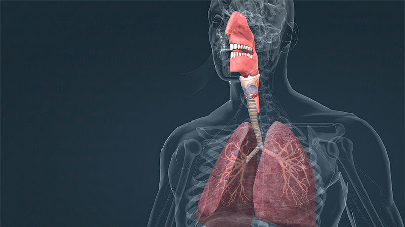 a graphic of the body with the respiratory system lit up