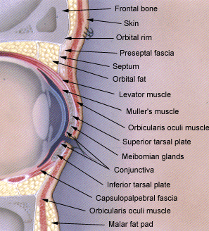 eyelid diseases