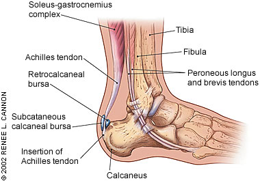 Common Conditions of the Achilles Tendon | AAFP