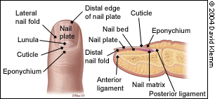 Nail Abnormalities: Clues to Systemic Disease | AAFP