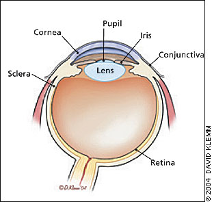 Management Of Corneal Abrasions