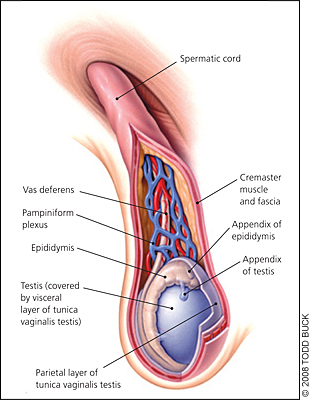 Varicocele Treatment - Non-Surgical Embolization Specialist