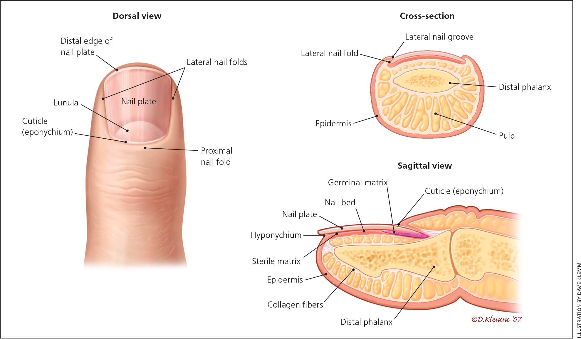 Proximal Nail Fold - NailKnowledge