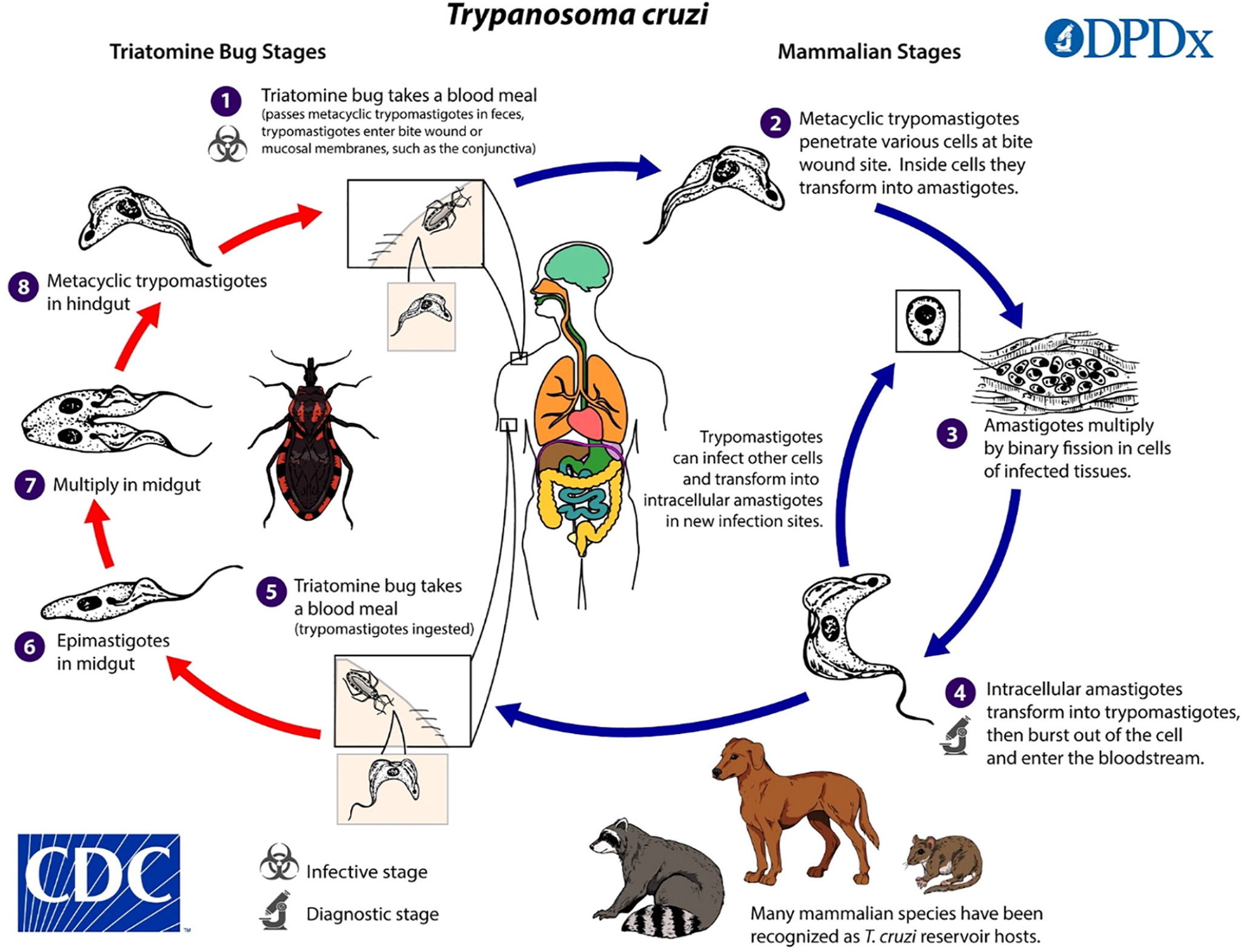 Основной хозяин муха цеце основной хозяин человек. Trypanosoma cruzi жизненный цикл. Жизненный цикл американской трипаносомы. Жизненный цикл трипаносомы гамбийской. Американский трипаносомоз жизненный цикл.